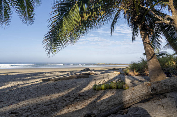 Beach and waves at beautiful Playa Hermosa. Coconut for coconut water under the palm tree. Santa Teresa, Costa Rica.  - 写真・画像