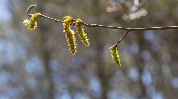 春に最初の葉を持つ木の枝。カルピナス・オリエンタル。ソフトフォーカス. - 写真・画像