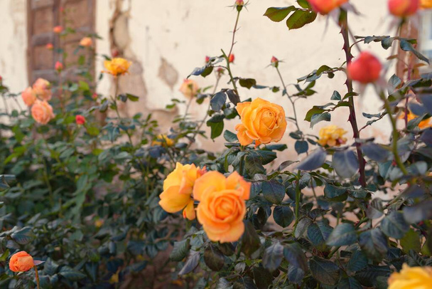 Kvetoucí květiny moderní anglické hybridní čajové růže. Tradiční kamenný dům. Krásná letní zahrada. Idylická venkovská scéna. Zahradnictví, květinářství, dekorace, krajinářství, křížení - Fotografie, Obrázek