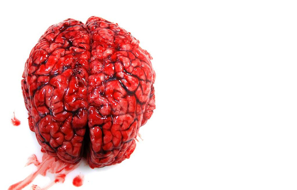 A real bloody human brain isolated on white background - 写真・画像