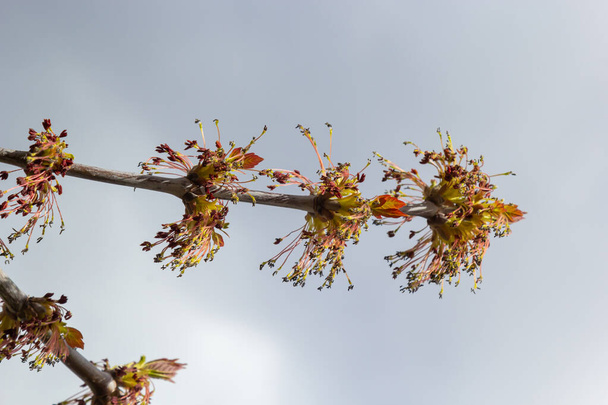 Νεαρά φύλλα Maple την άνοιξη, κοινή ονομασία ως Acer είναι ένα γένος δέντρων και θάμνων. Acer pseudoplatanus, ή Acer platanoides, το πιο κοινό είδος σφενδάμου στην Ευρώπη. Υψηλής ποιότητας φωτογραφία. - Φωτογραφία, εικόνα