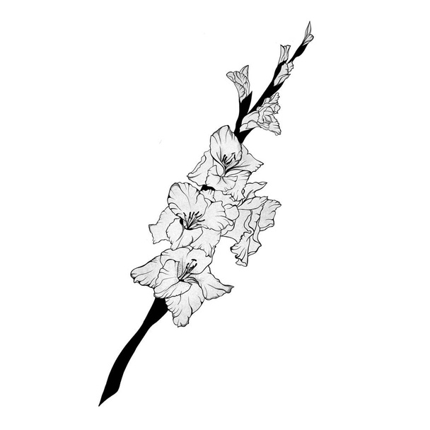 detailed sketch of a gladiolus flower. Hand-drawn. design greeting card and invitation of the wedding, birthday, Valentine's Day, mother's day and other holiday. - 写真・画像
