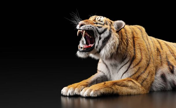 Tygrys ryk portret na czarny w studio - Zdjęcie, obraz