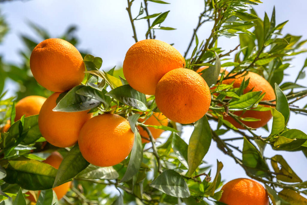 Ώριμα πορτοκάλια που κρέμονται από κλαδί δέντρων, Ελλάδα - Φωτογραφία, εικόνα