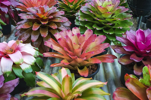 Çok renkli bromeliad, renkli bromeliad yaprakları, yeşil evdeki tropikal bitkiler bahçe dekorasyonu için. Ev dekorasyonu için renkli Neoregelia bitkisi. Parktaki güzel Neoregelia bromeliad bitkileri. - Fotoğraf, Görsel