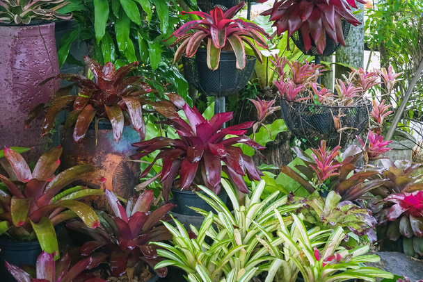 Çok renkli bromeliad, renkli bromeliad yaprakları, yeşil evdeki tropikal bitkiler bahçe dekorasyonu için. Ev dekorasyonu için renkli Neoregelia bitkisi. Parktaki güzel Neoregelia bromeliad bitkileri. - Fotoğraf, Görsel