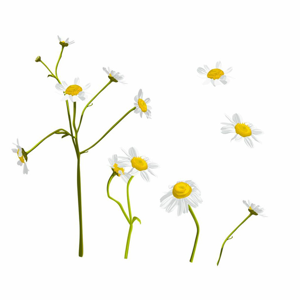 Chamomile flowers illustration on white. Daisy flower drawing. Hand drawn floral object. Wild botanical garden bloom. Great for tea packaging, label, icon, greeting cards, decor. - Vector, afbeelding