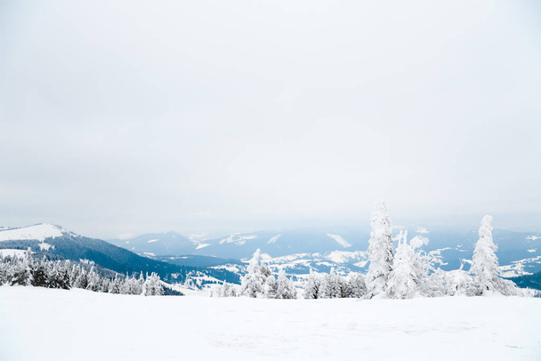 カルパチア山脈、ウクライナ。美しい冬の風景。雪に覆われた森のリスト. - 写真・画像
