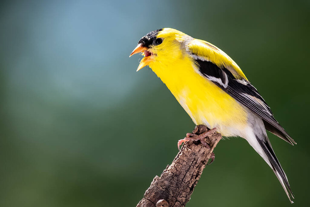 American Goldfinch Perched in the Tree Branches - Photo, image