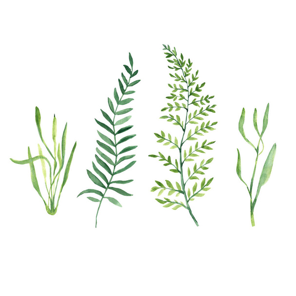 Green twigs and herbs isolated on white background. Botanical watercolor hand painted illustration. Can be used for design and decoration. - Fotó, kép