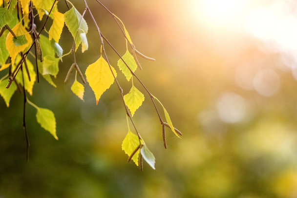 Värikkäitä koivun lehtiä syksyllä metsässä hämärtyneellä pohjalla - Valokuva, kuva