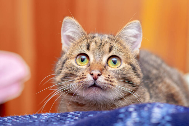 Small striped kitten with big eyes looks intently forward, portrait of a kitten - Foto, Imagem