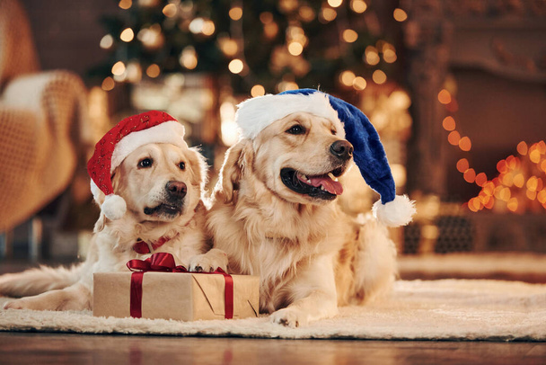 In santa hats. Two cute Golden retrievers together at home. Celebrating New year. - Foto, Bild