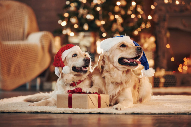 In santa hats. Two cute Golden retrievers together at home. Celebrating New year. - Fotografie, Obrázek
