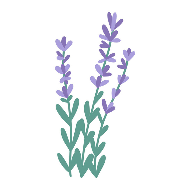 Hand drawn bunch of lavender flowers, flat vector illustration isolated on white background. Cute cartoon purple flowers. Aromatherapy and spa concepts. Herb for alternative herbal medicine. - Vector, imagen