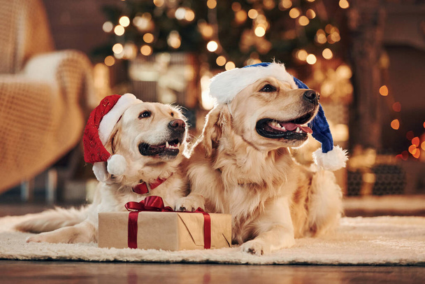 In santa hats. Two cute Golden retrievers together at home. Celebrating New year. - Zdjęcie, obraz