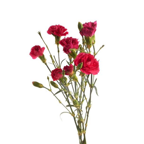 Branch pink carnation flowers isolated on white background - Fotó, kép