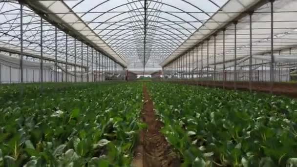 amazing greenhouse with green plants - Filmati, video
