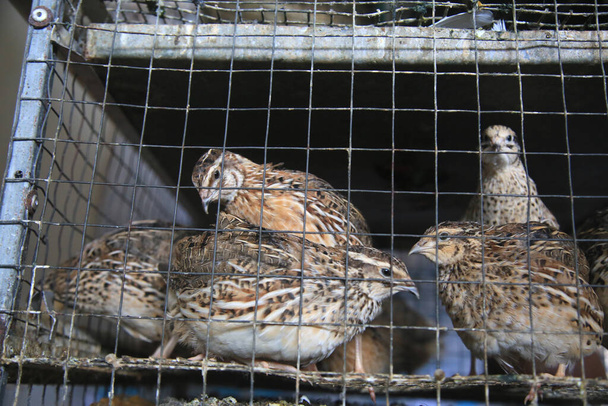salvador, bahia, brazil - april 30, 2021: quail bird in a cage for sale at the Sao Joaquim fair in the city of Salvador. - Foto, Bild