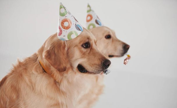 Party hats on heads. Two Golden retrievers together in the studio against white background. - Zdjęcie, obraz