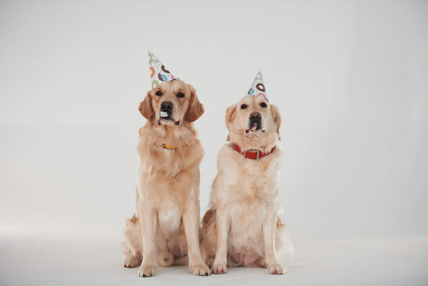 Party hats on heads. Two Golden retrievers together in the studio against white background. - Photo, Image