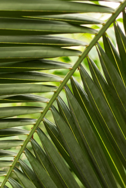 Close up texture of palm leaf. Green background. - 写真・画像