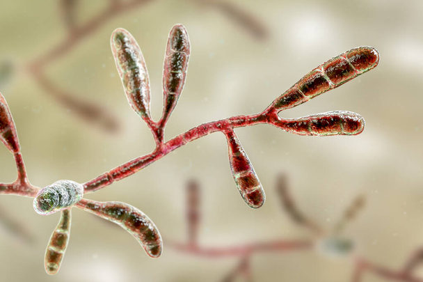 Hongos microscópicos Epidermophyton floccosum, ilustración científica 3D. Un hongo filamentoso, causa infecciones en la piel y las uñas, como pie de atleta, tinea cruris, tinea corporis y onicomicosis - Foto, Imagen