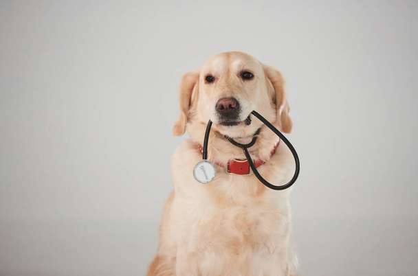Holds medical stethoscope in mouth. Golden retriever is in the studio against white background. - Fotoğraf, Görsel