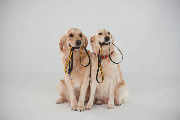 Holds leash in the mouth. Two Golden retrievers together in the studio against white background. - Foto, Imagem
