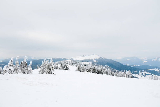 Montañas Cárpatas, Ucrania. Hermoso paisaje de invierno. El bosque está cubierto de nieve. - Foto, Imagen