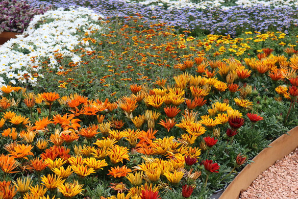 Janova, Itay - 03. května 2022: Euroflora je výstava květin a okrasná rostlina je jednou z hlavních květinových výstav, které se konají v Nervi parcích v Janově. - Fotografie, Obrázek