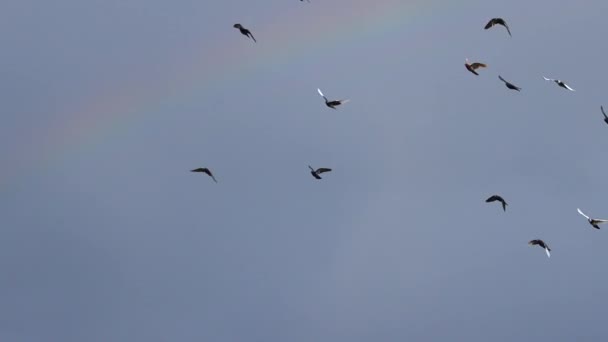 Tauben fliegen auf dem Hintergrund des Regenbogens - Filmmaterial, Video