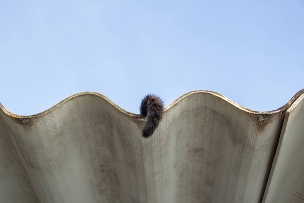 De staart van een eenzame kat op het dak van het huis met blauwe lucht scherm op de achtergrond. - Foto, afbeelding