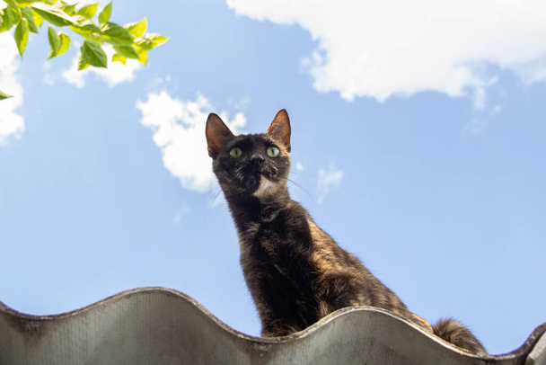 A carey cat on the roof of the house with blue sky in the background. - Photo, Image