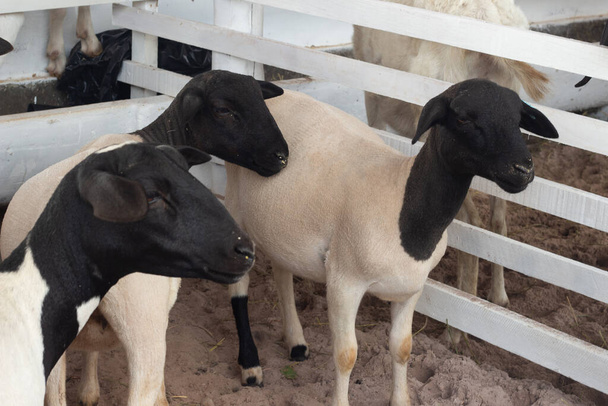 several dorper sheep in a show pen - Photo, image