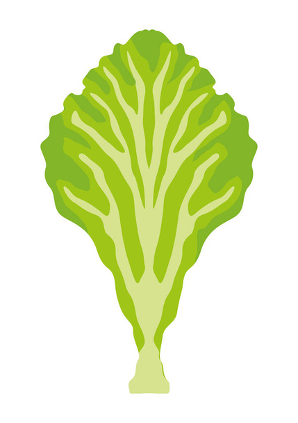 Friss saláta zöldség - Vektor, kép