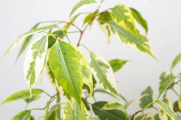 Großaufnahme Ficus benjamina auf grauem Hintergrund. Beliebte Zimmerpflanze.  - Foto, Bild