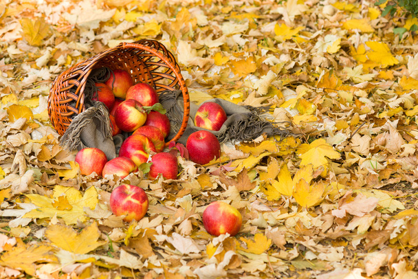 sepeti elmalı orman sonbahar yaprakları üzerinde - Fotoğraf, Görsel