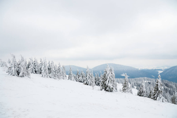 Carpathian mountains, Ukraine. Beautiful winter landscape. The forrest ist covered with snow. - Fotó, kép
