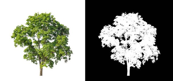 Puu läpinäkyvä kuva tausta leikkausreitillä, yksi puu leikkausreitillä ja alfa kanava mustalla taustalla - Valokuva, kuva