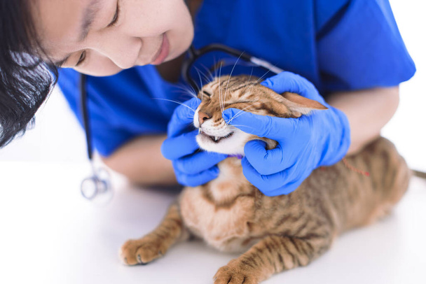 Veterinarian examining cute cat teeth in clinic - Foto, Imagem