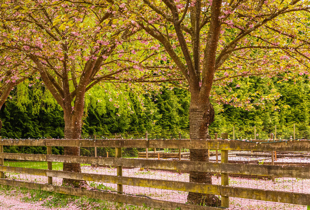 Scenic Springtime Veduta di una strada Sentiero giardino fiancheggiato da splendidi alberi di ciliegio in fiore. Foto di strada, nessuno, obiettivo selettivo - Foto, immagini