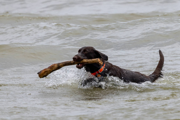 A hunting dog bringing a stick from Lake Michigan - Foto, imagen