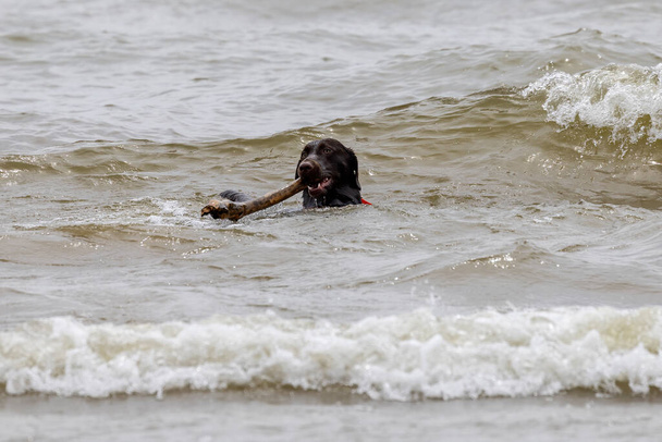 A hunting dog bringing a stick from Lake Michigan - Fotó, kép