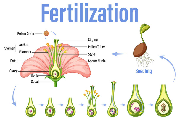 Diagram showing fertilization in flower illustration - Вектор,изображение