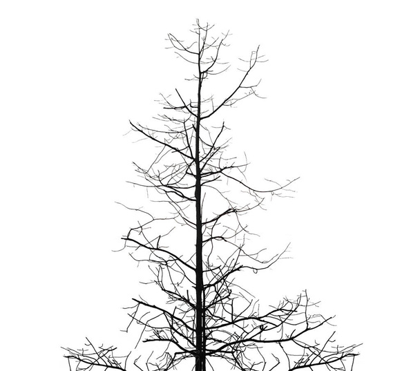 Twigs black Isolated white background - Fotó, kép