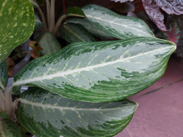 Plant of Aglaonema modestum or Chinese evergreen or green for ten thousand years or lily of China. - Zdjęcie, obraz