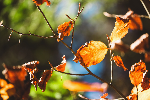 Autumn Leaves - Foto, afbeelding