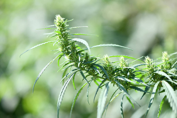Kannabisz / marihuána növények. Friss kannabisznövény. Nagy felbontású fotó. Szelektív fókusz. Sekély mélységélesség. - Fotó, kép
