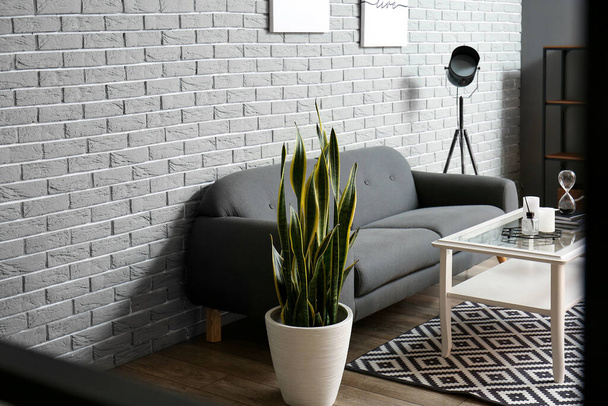 Houseplant, sofa and table with decor in living room - Foto, afbeelding